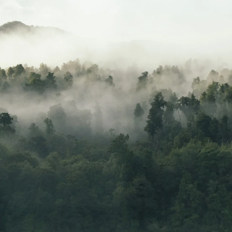 Visión 1 Markisol Enviroment Forest 800X800